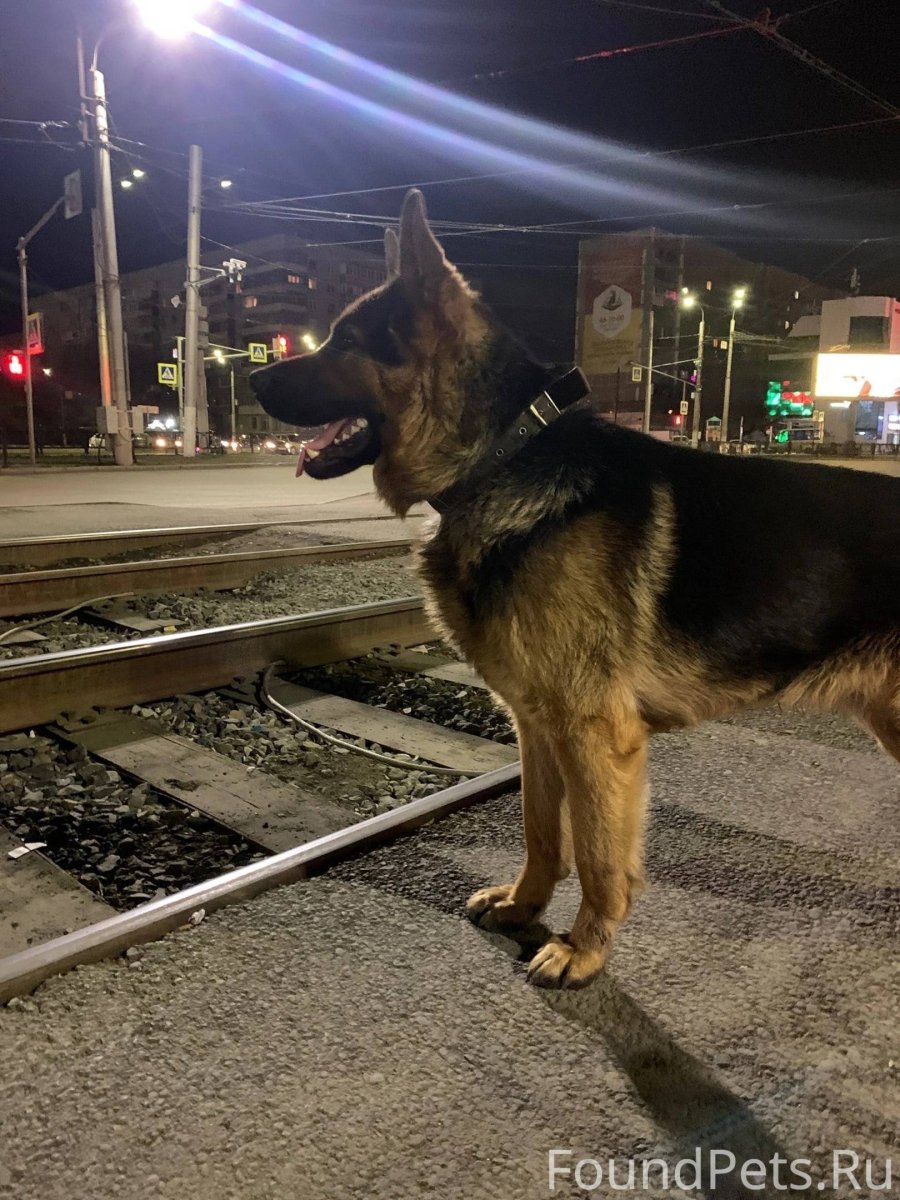 Метис стафф и лабрадор