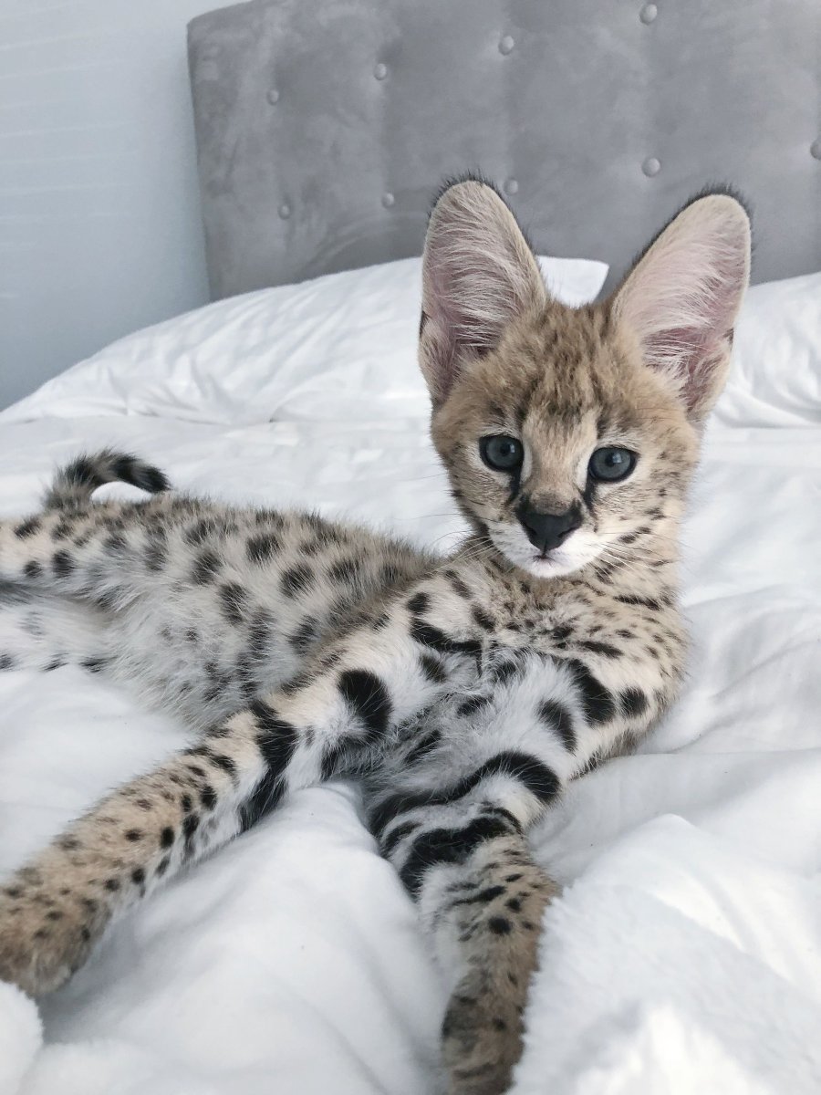 Сервал Ашера Саванна