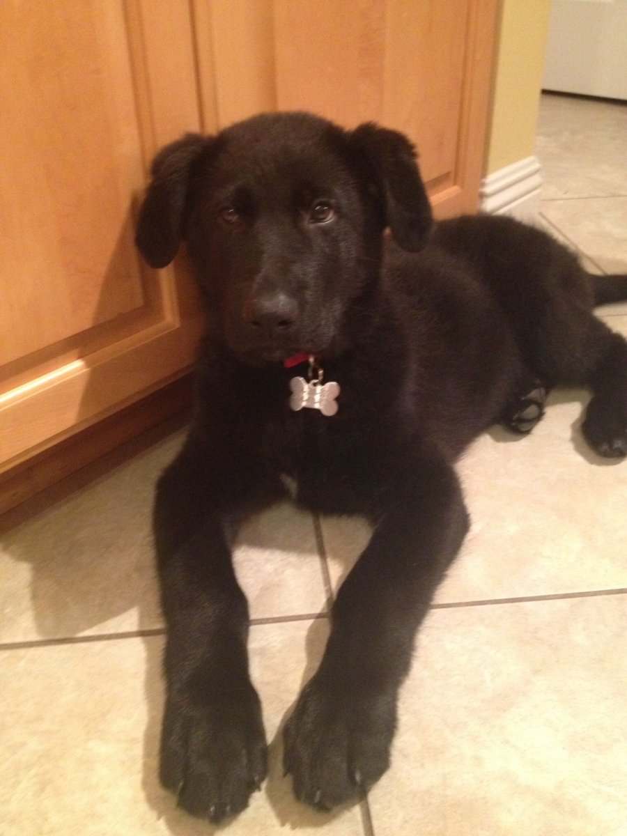 Метис шоколадного лабрадора