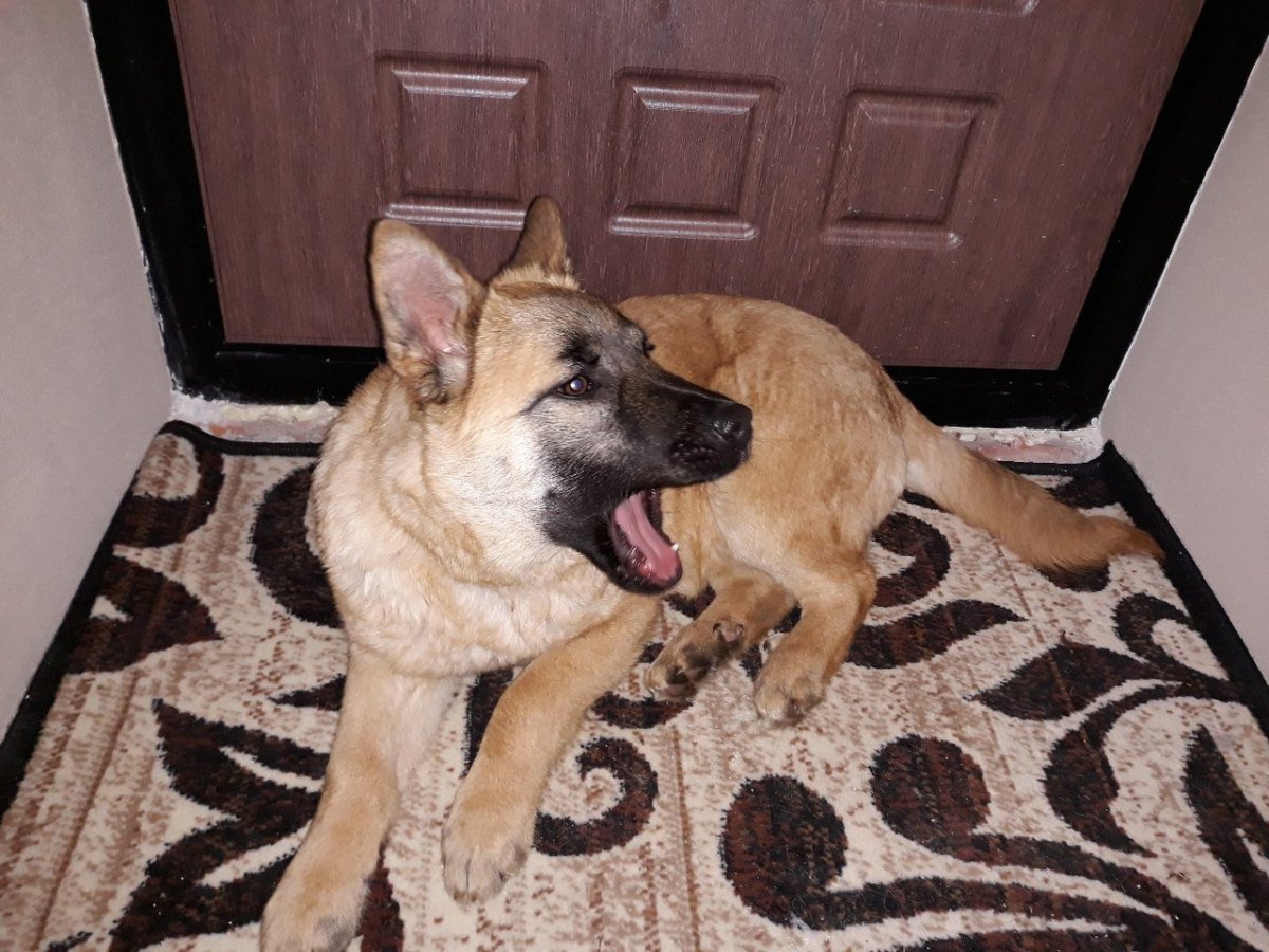 Метис лабрадора и кокер спаниель