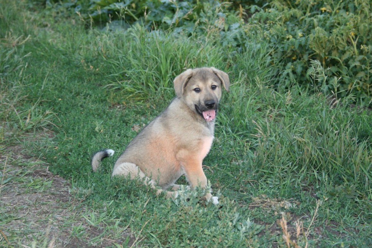 Метис лабрадора и дворняги