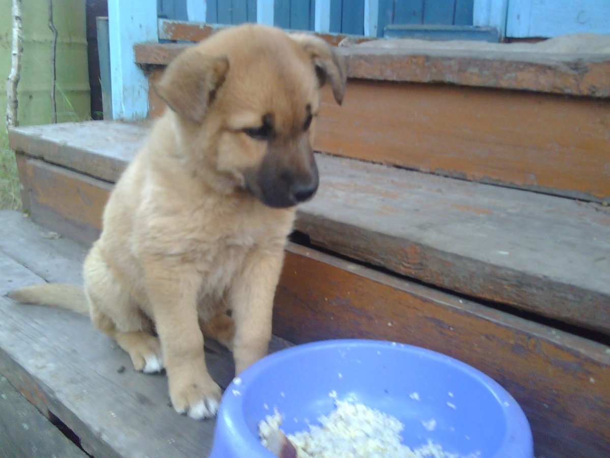 Метис лабрадора и ретривера