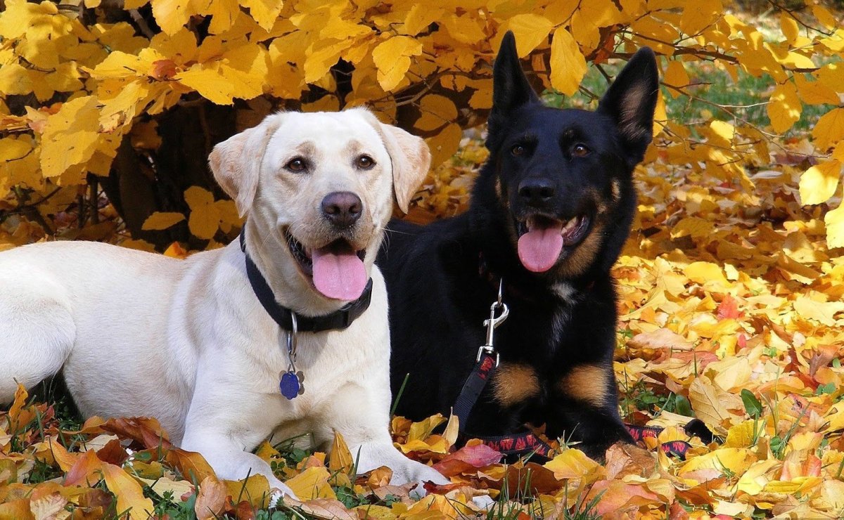 Лабрадор и немецкая овчарка