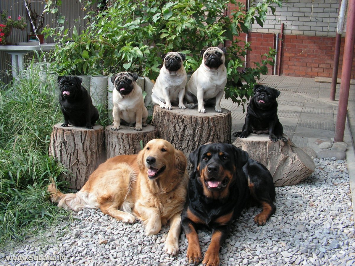 Черный метис лабрадора ретривера