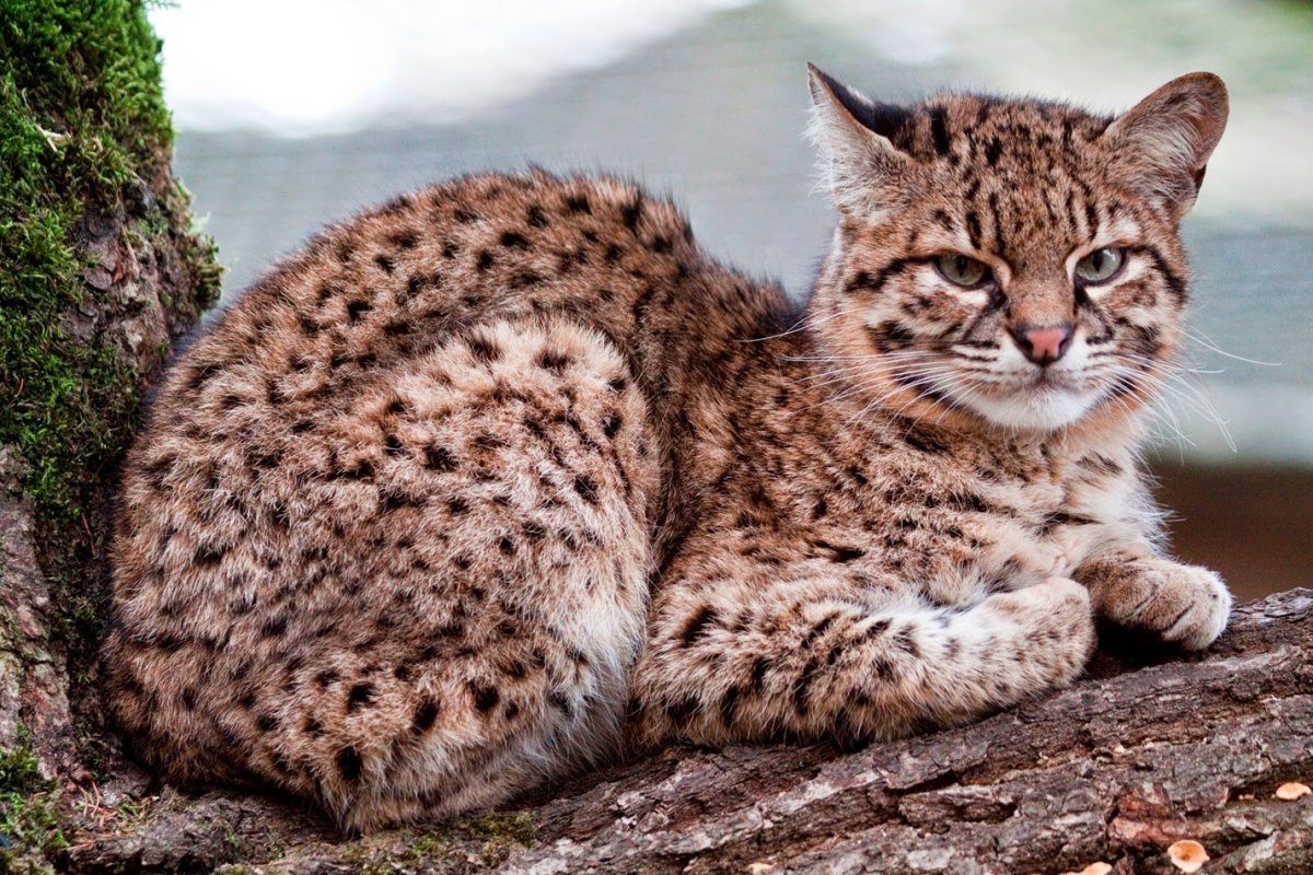 Вид - кошка Жоффруа (leopardus geoffroyi):