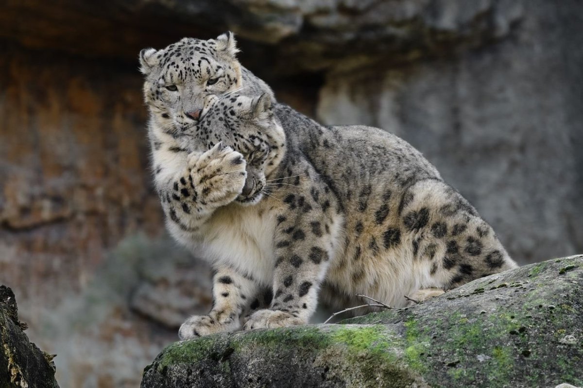 Леопард, Барс, Пума, Ягуар, Рысь.