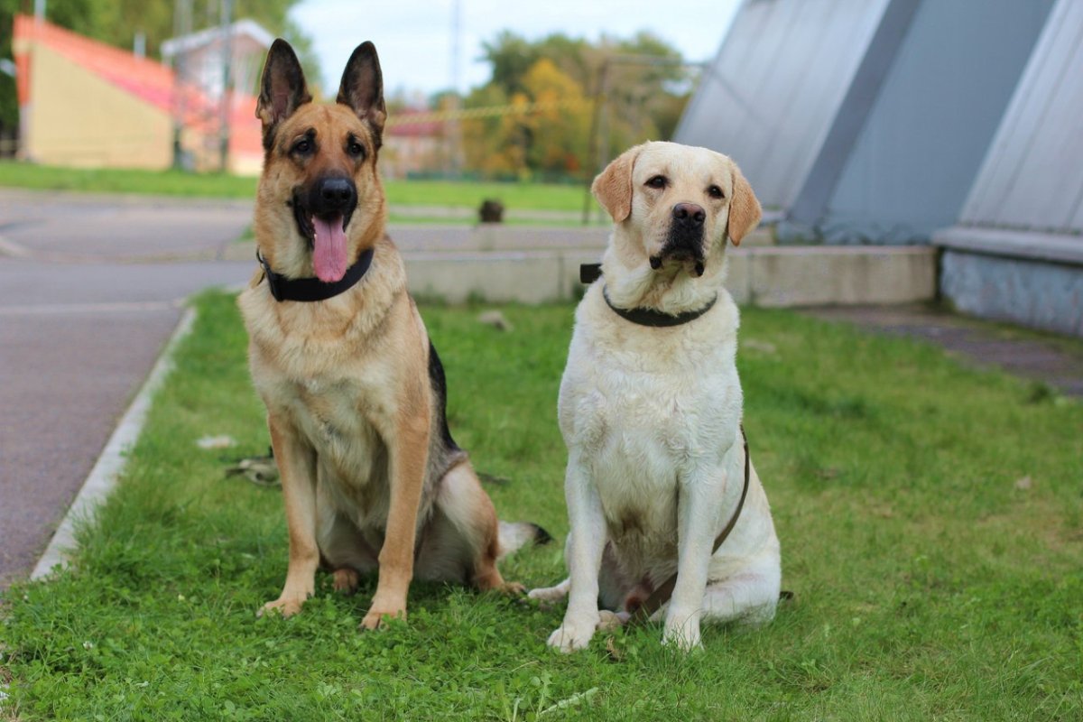 Лабрадор и овчарка