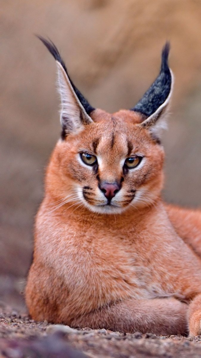 Каракал кошка