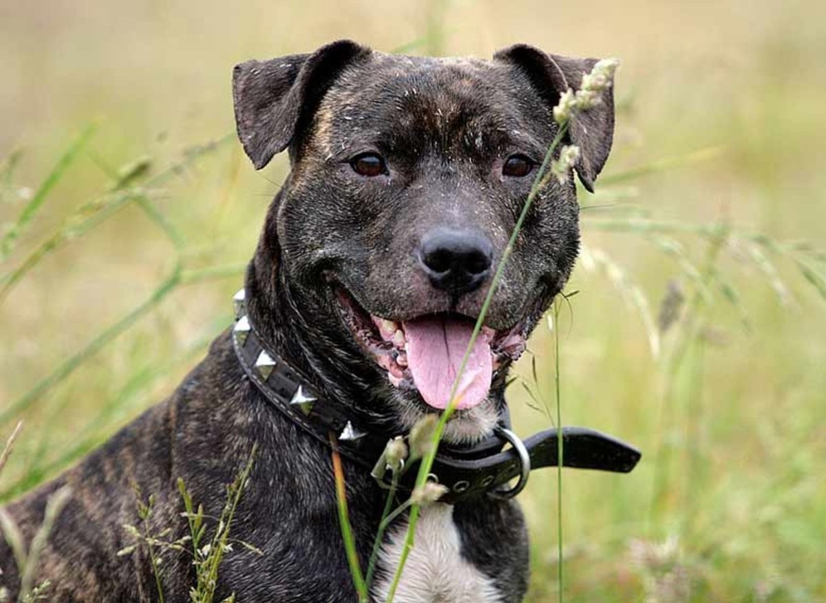 Метис Кане Корсо и алабая