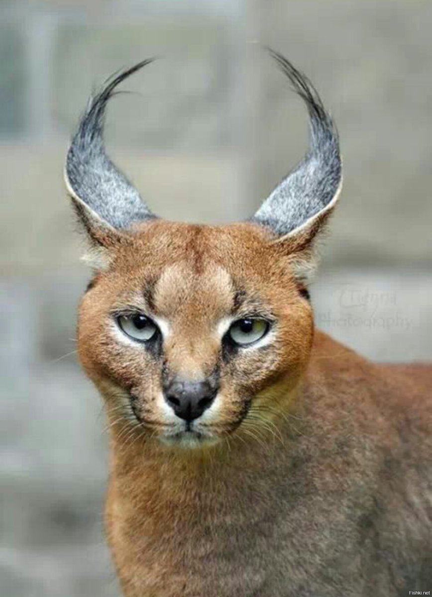 Африканский каракал