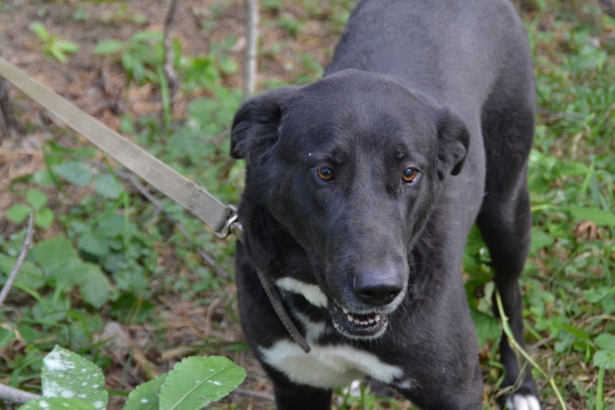 Метис овчарка ротвейлер Доберман