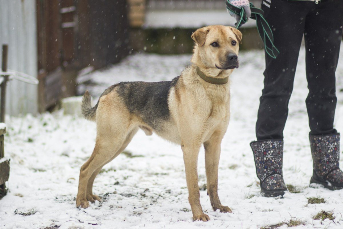Метис овчарки и лайки щенки 2 месяца