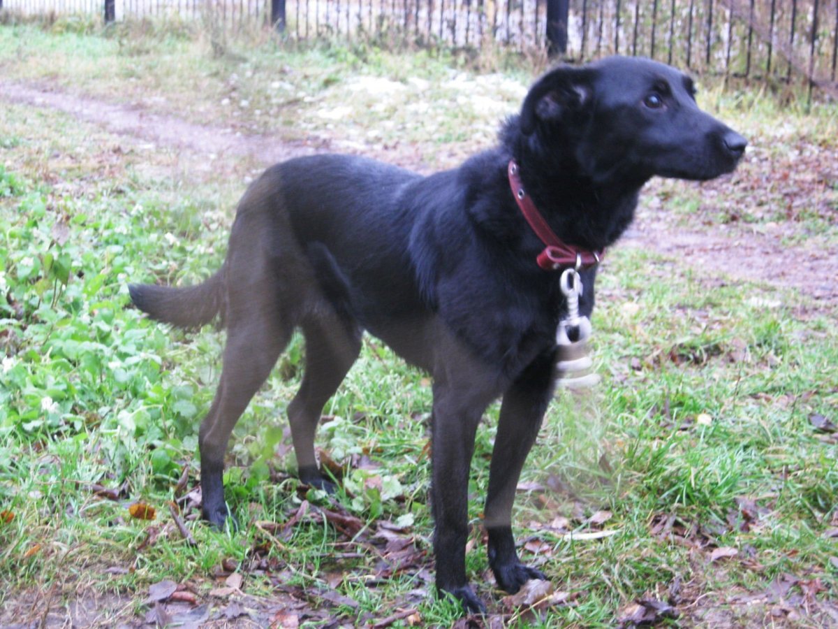 Метис хаски и черного лабрадора