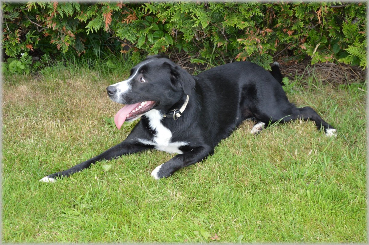 Метис ротвейлера и лабрадора