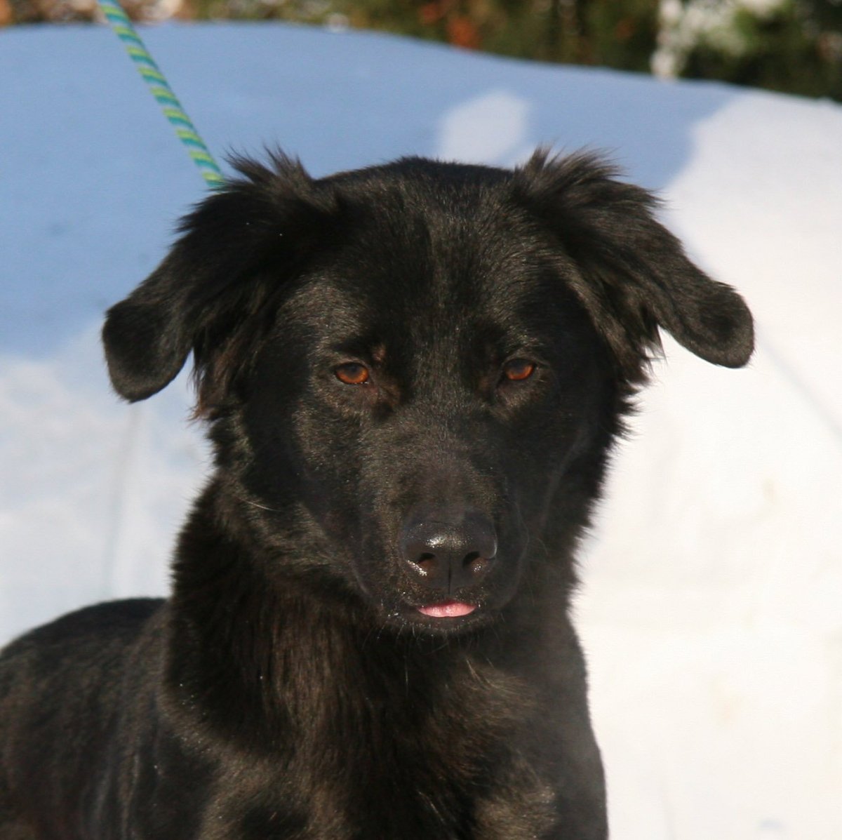 Собака метис овчарки и дворняги