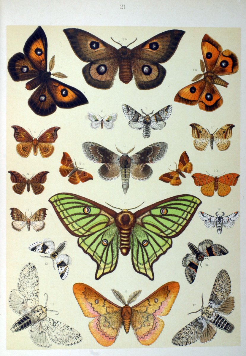 Бабочки Европы иллюстрации