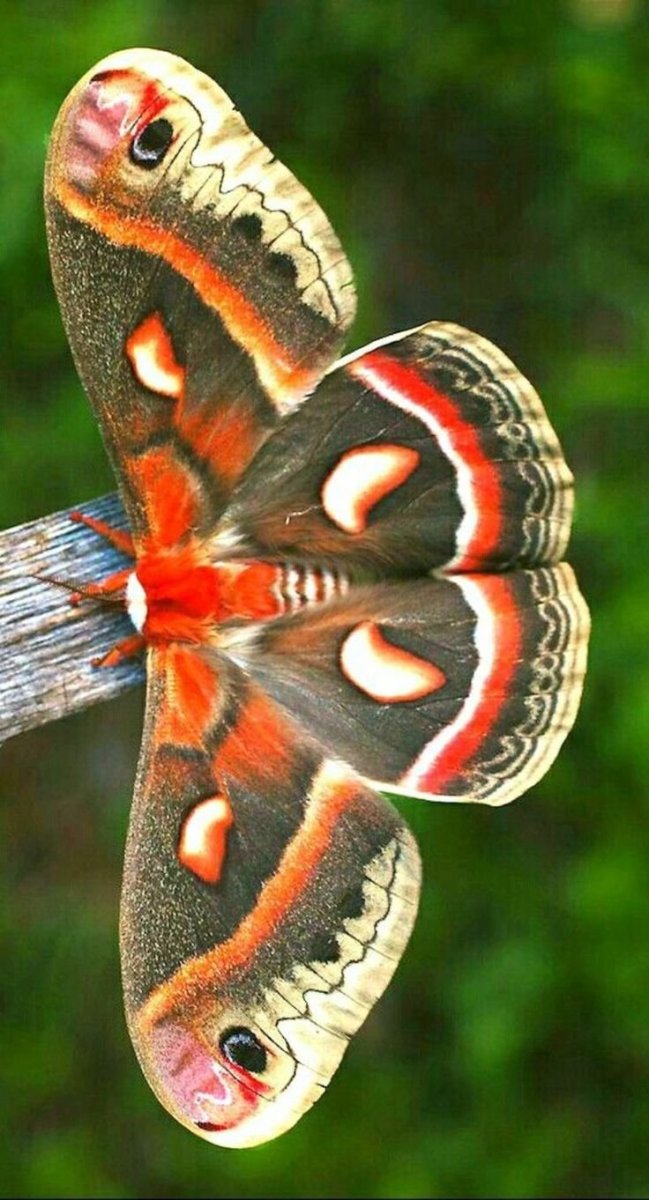 Морфо Циприс