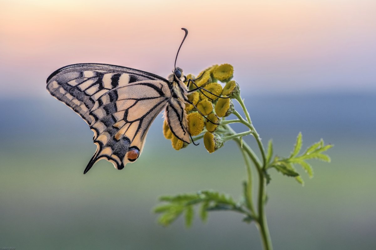 Красивые желтые бабочки