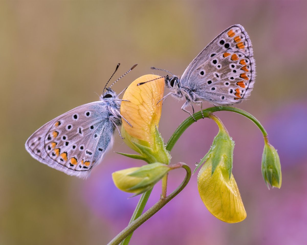 Цитерония Королевская бабочка