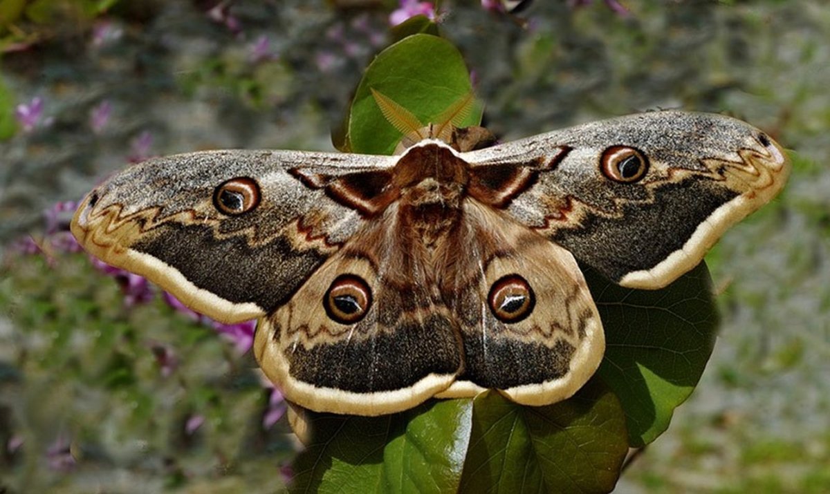 Бабочка крапчатый Арлекин