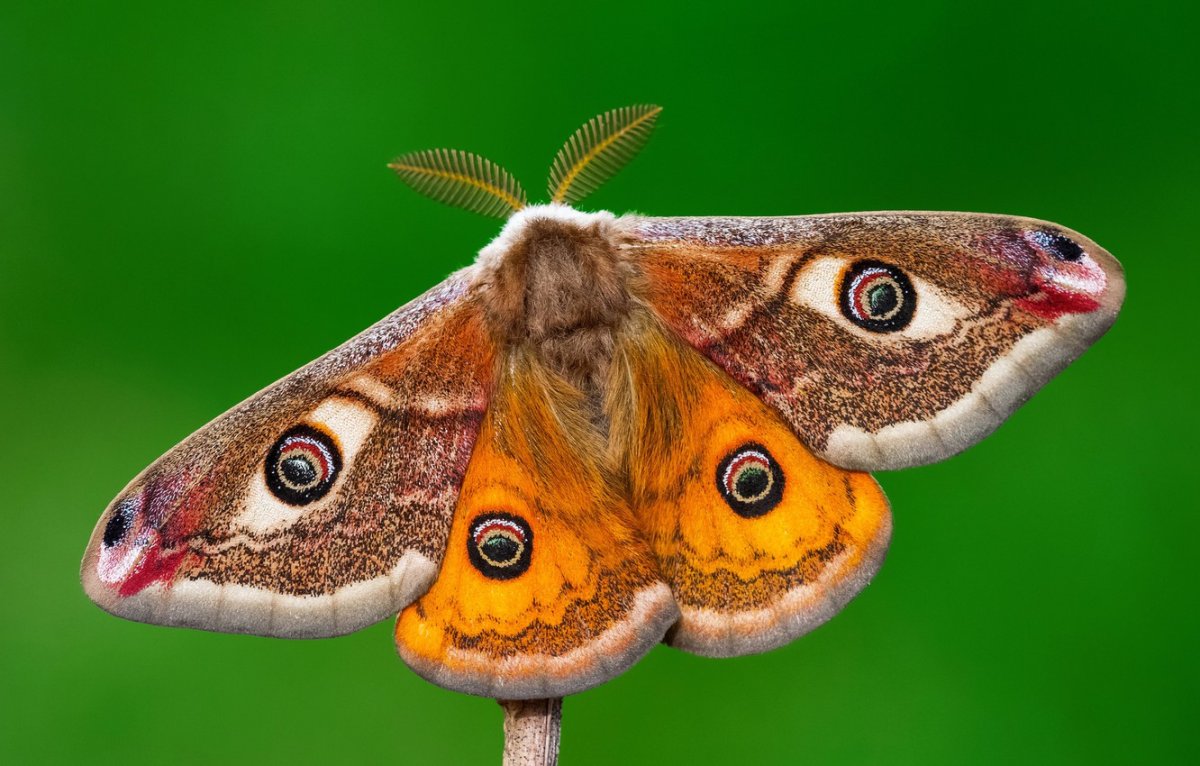 Бабочки фото с названиями
