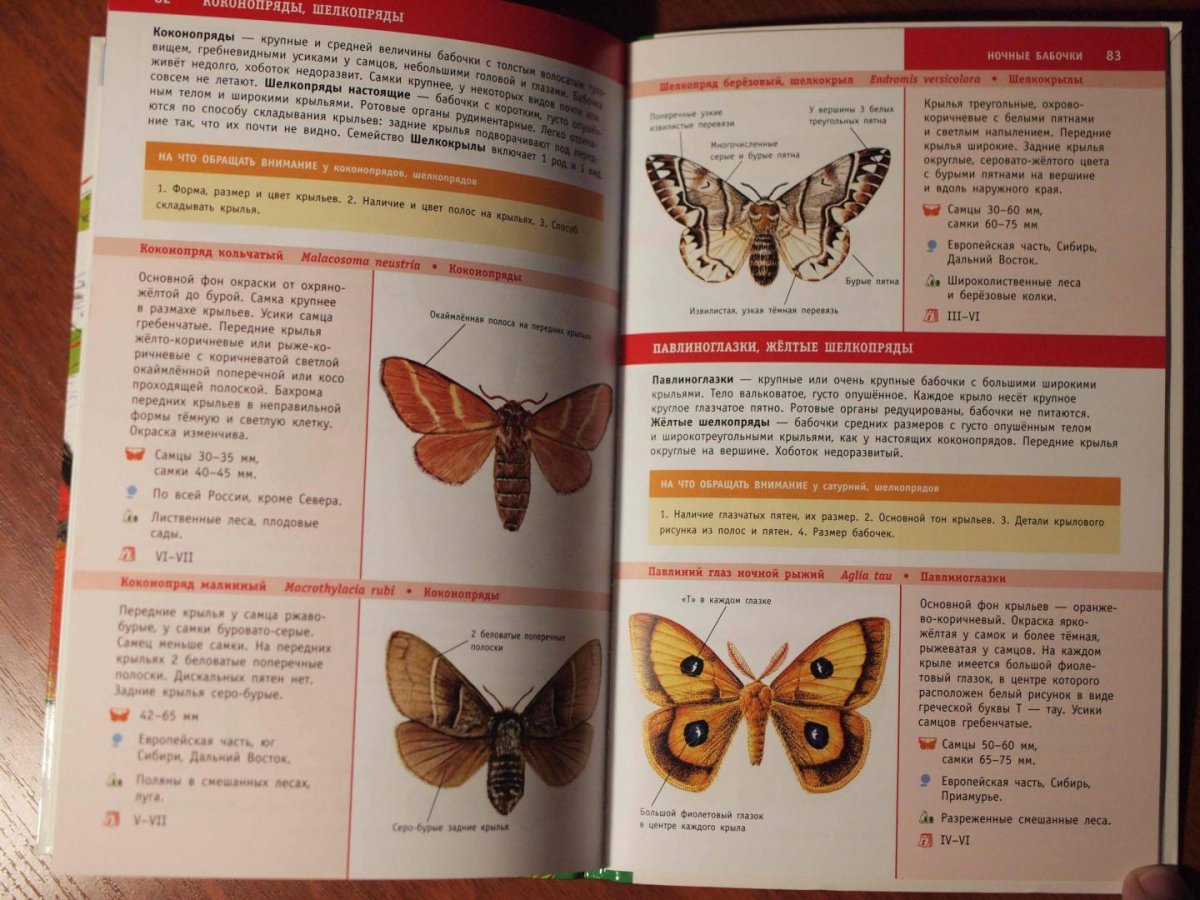 Виды бабочек