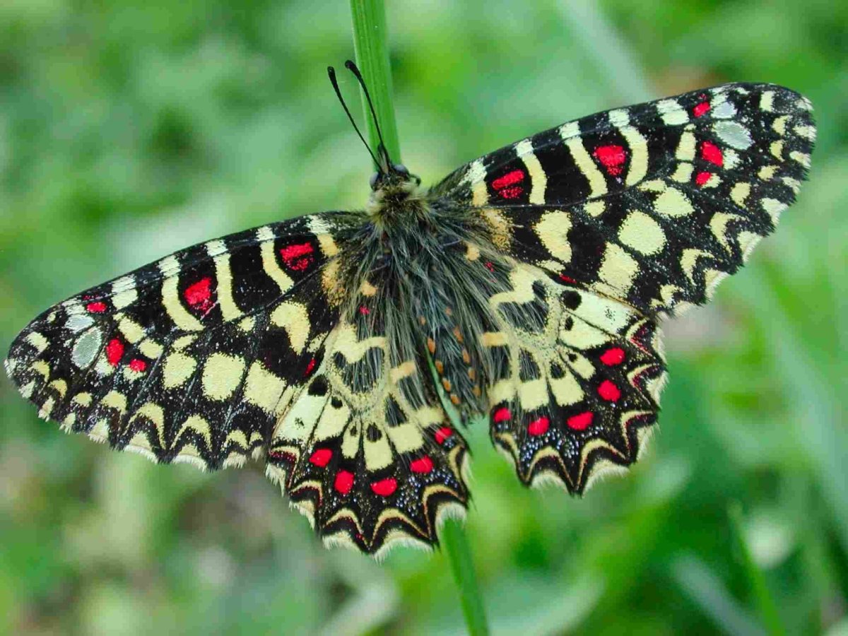 Четвериков Сергей Сергеевич коллекция бабочек