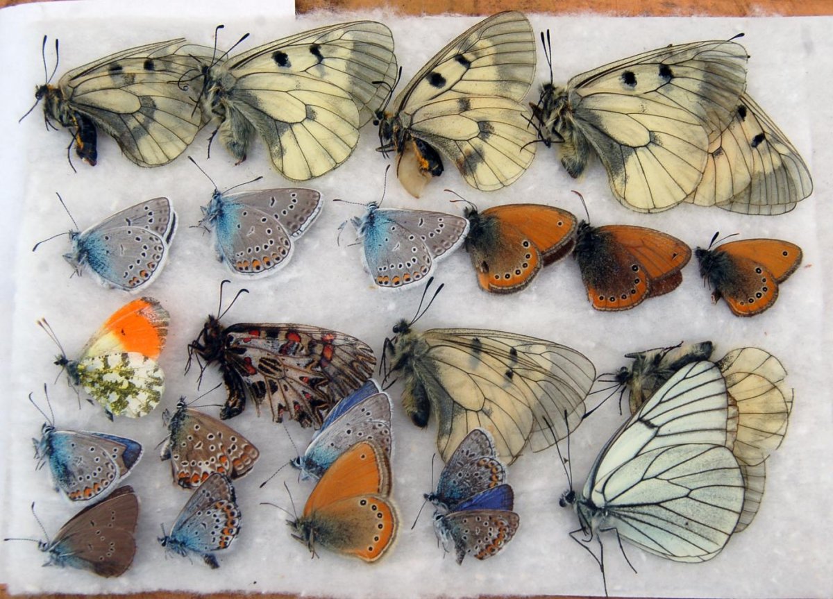 Сатурния цекропия бабочка