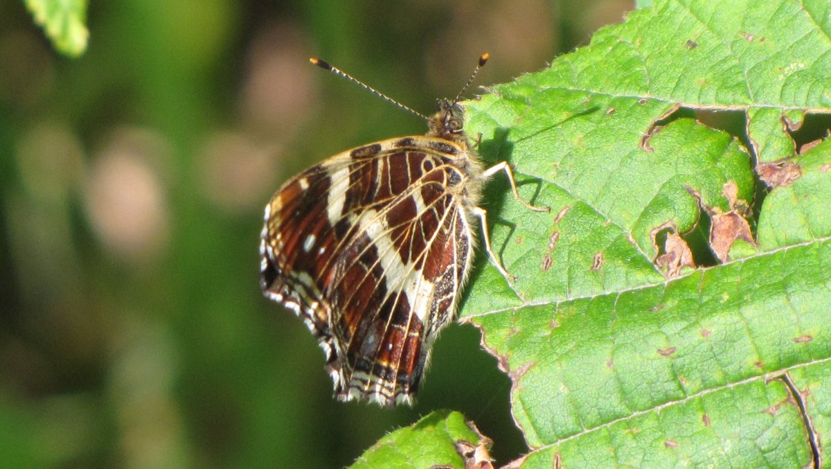 Разновидности бабочек и их названия