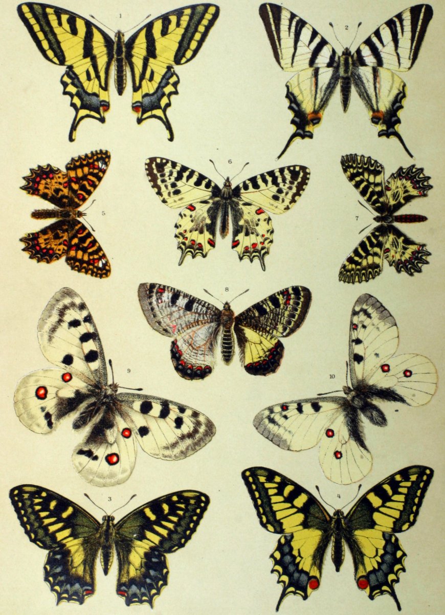 Бабочка с синими пятнами