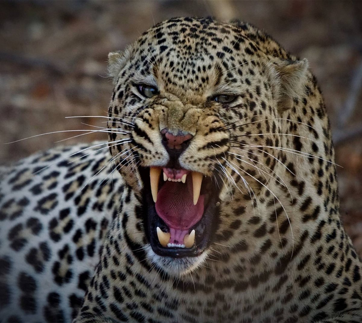 Снежный Барс Эстетика