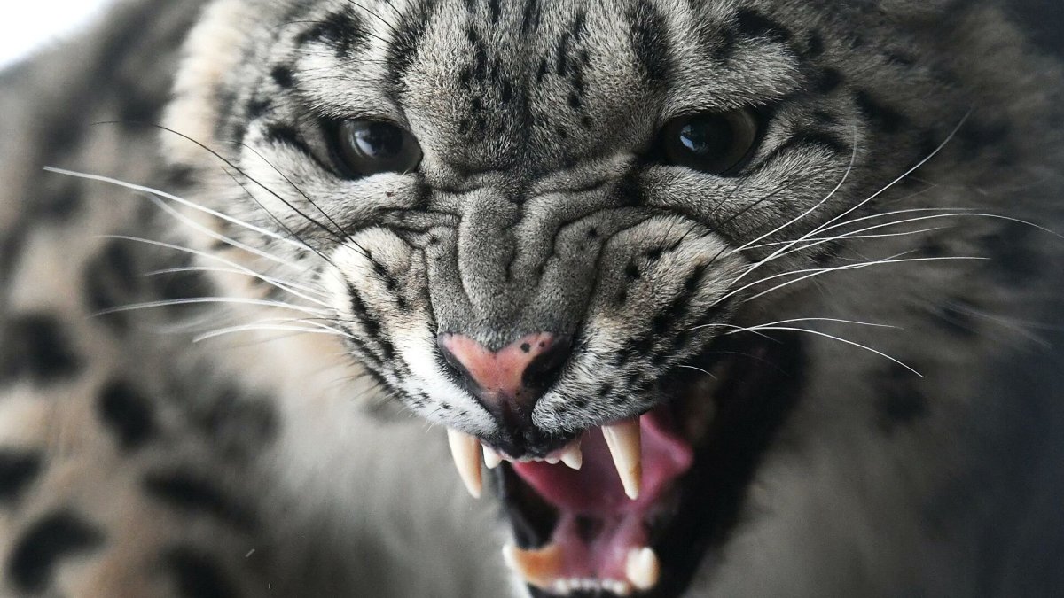 Леопард черно белый