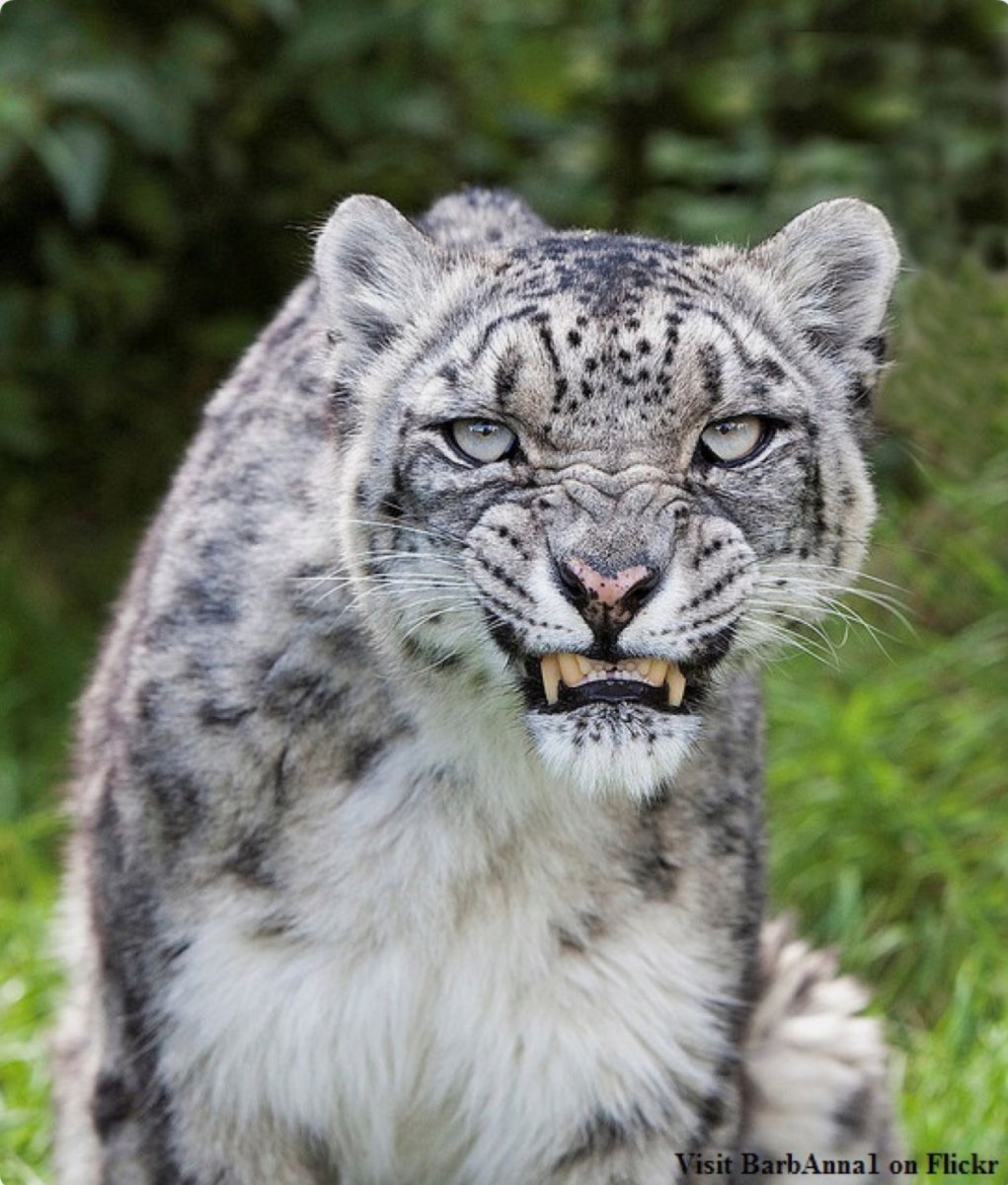 Снежный Барс Ирбис Грозный оскал