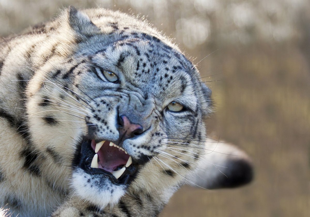 Снежный Барс оскал