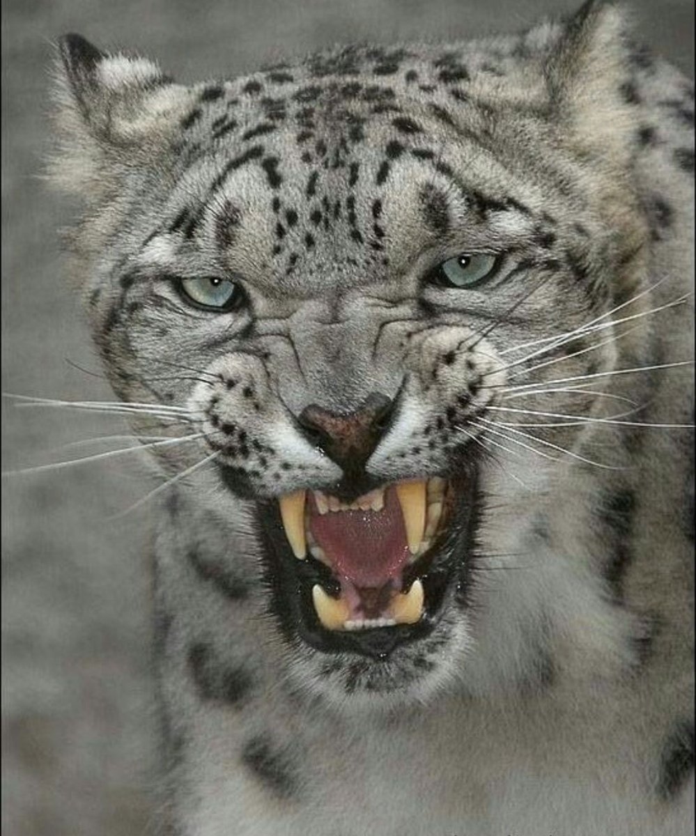 Снежный Барс морда