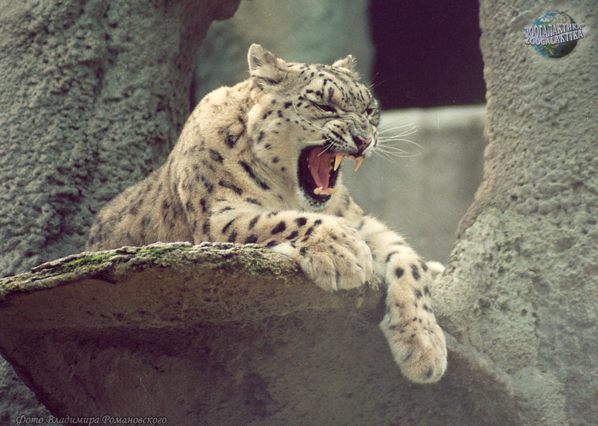 2 Снежных Барса