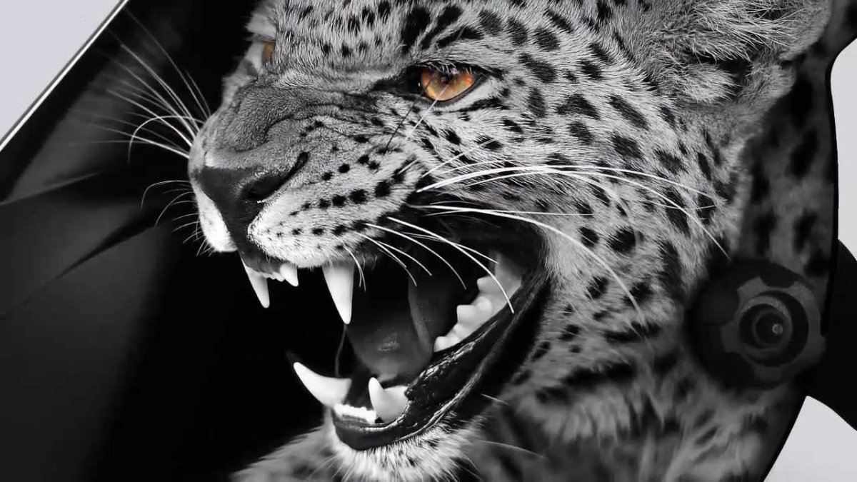 Леопард зевает снежный Барс