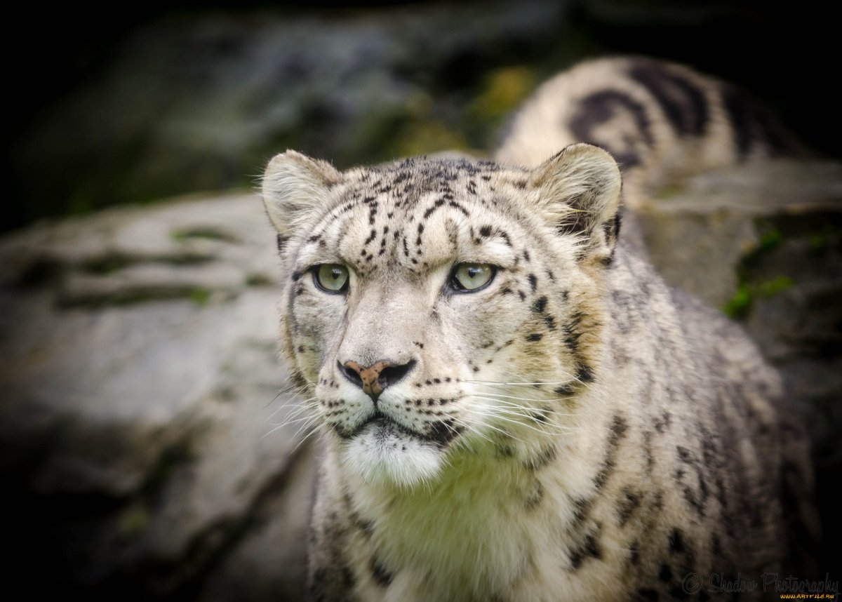 Снежный Барс картина