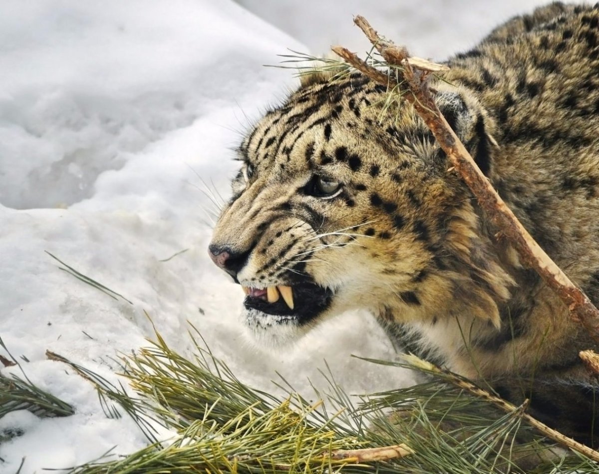 Снежный Барс Ирбис Грозный оскал