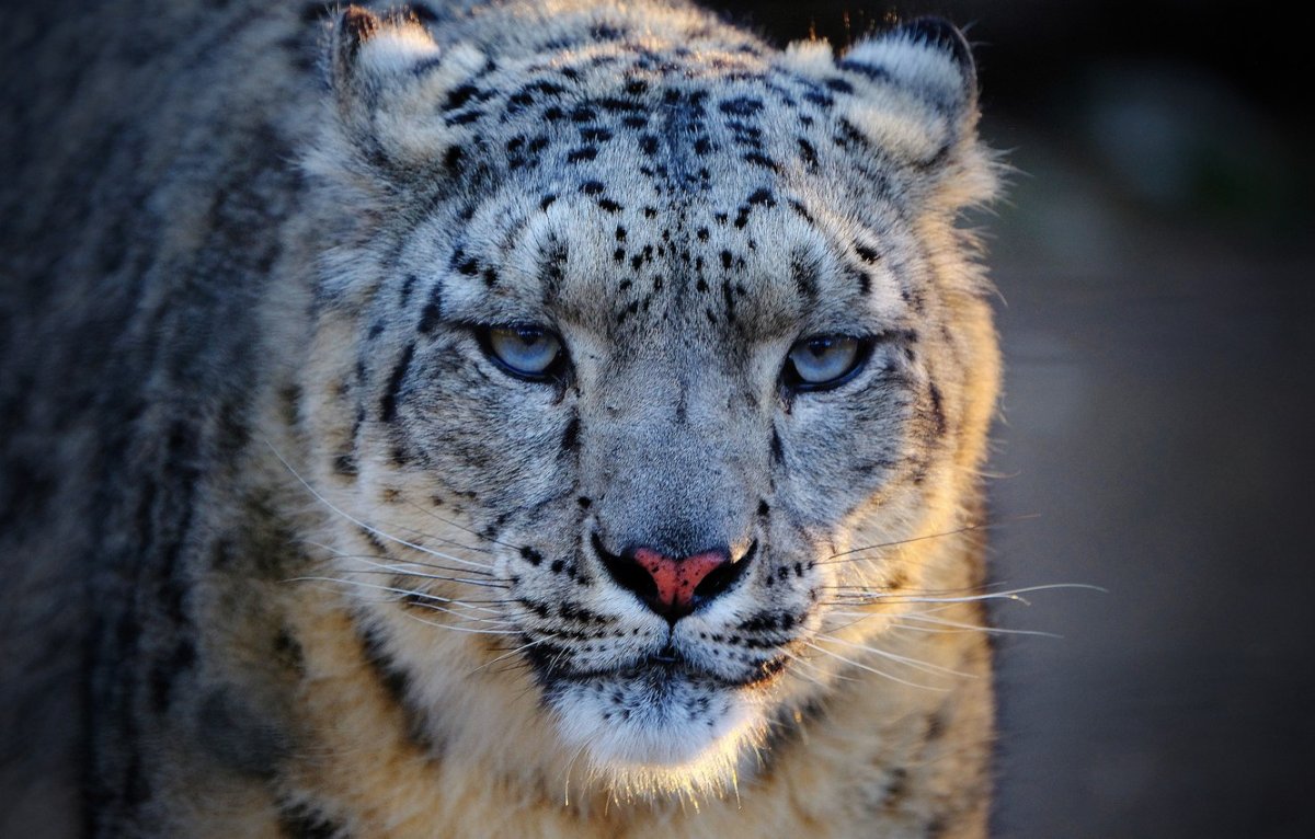 Снежный Барс злой с голубыми глазами