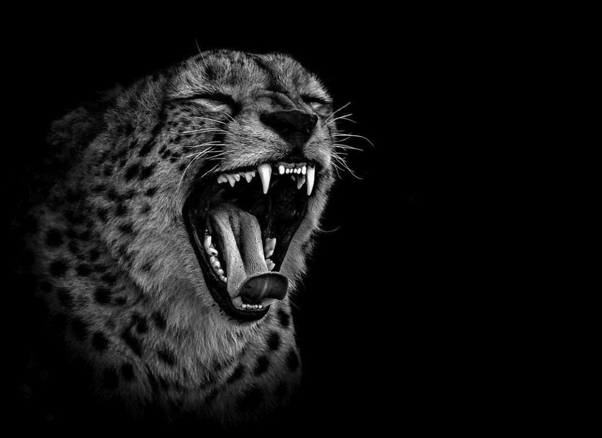 Шиншилловый гепард