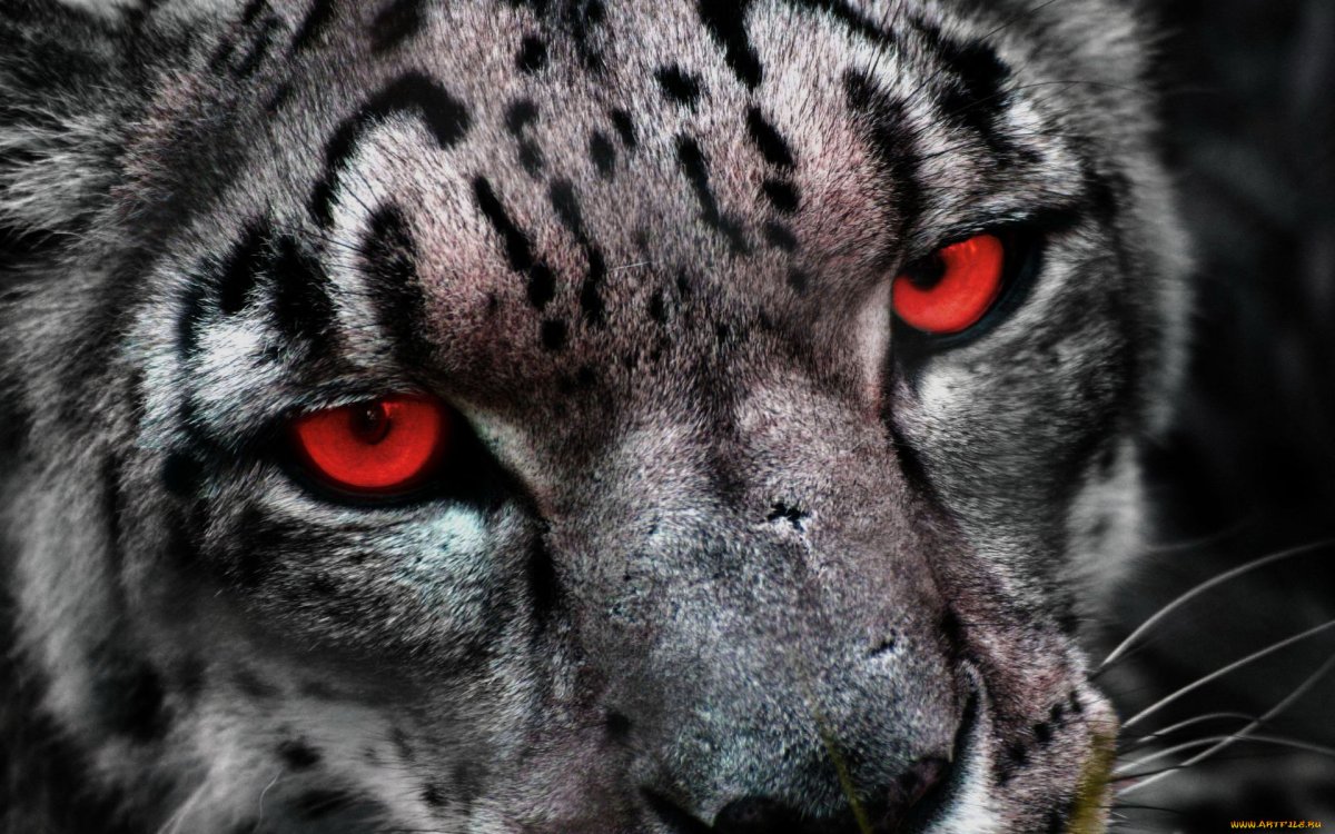 Гепард оскал