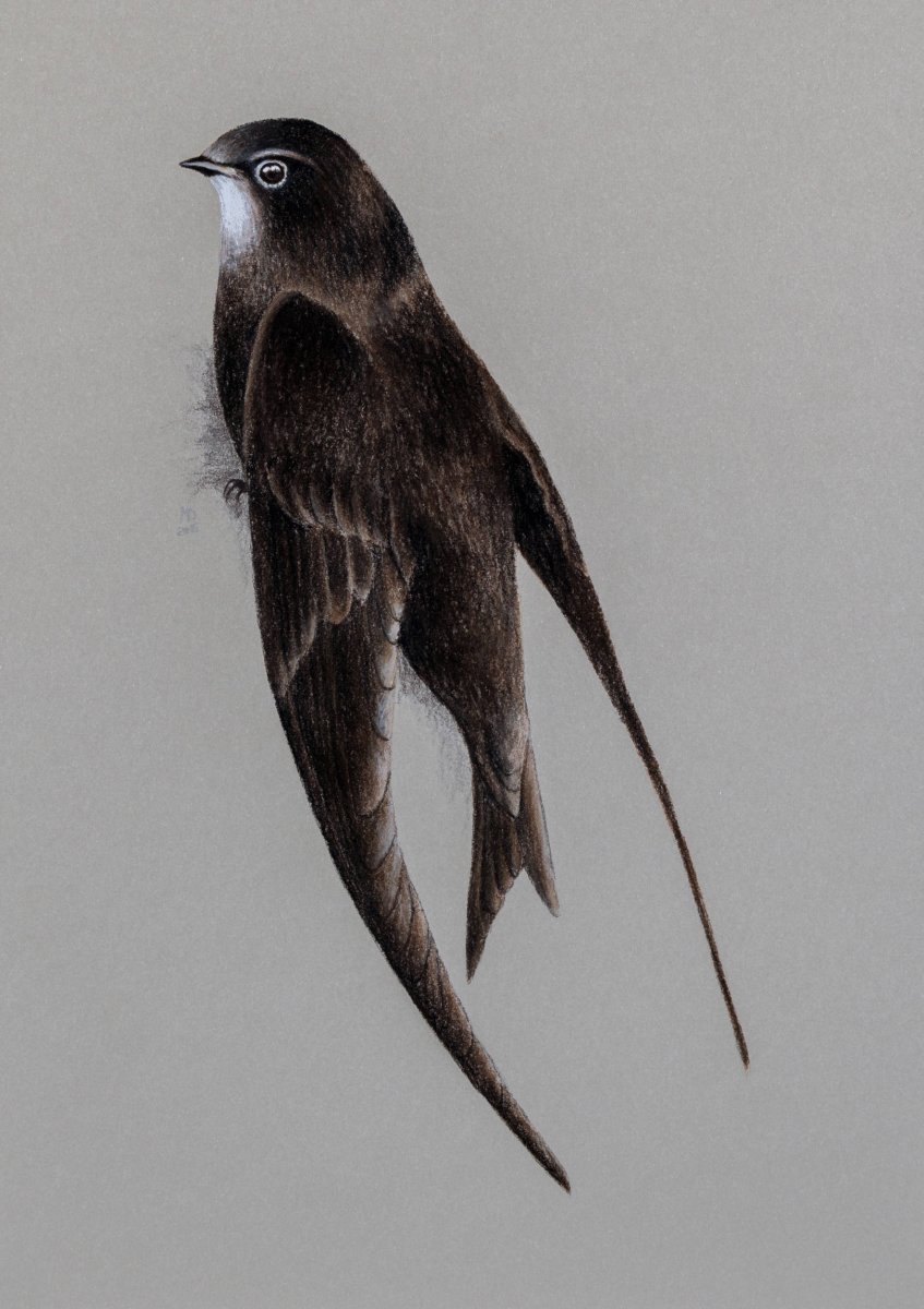 Чёрный Стриж