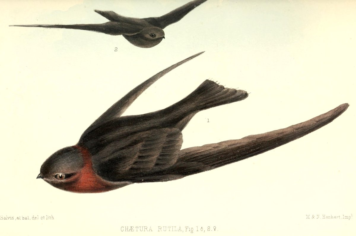 Картина Стрижи