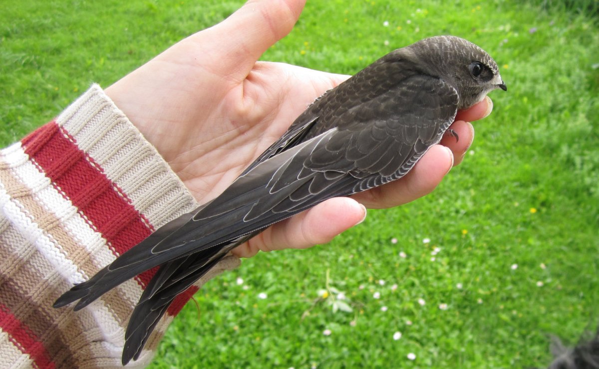 Стриж белополосый