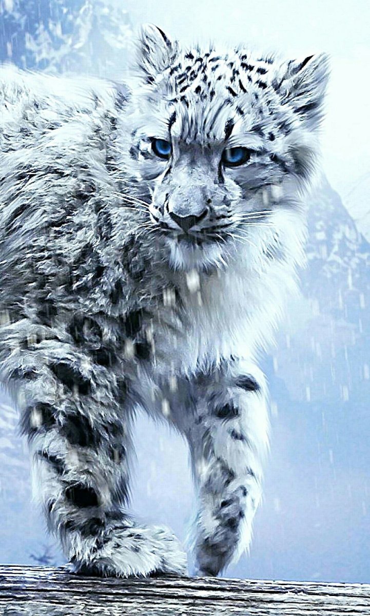 Снежный Барс на черном фоне