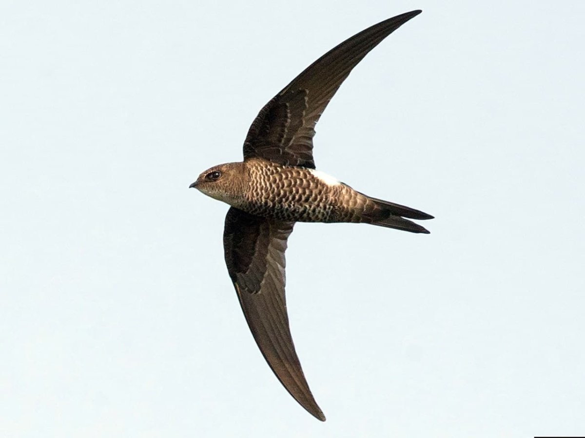 Иглохвостый Стриж птица