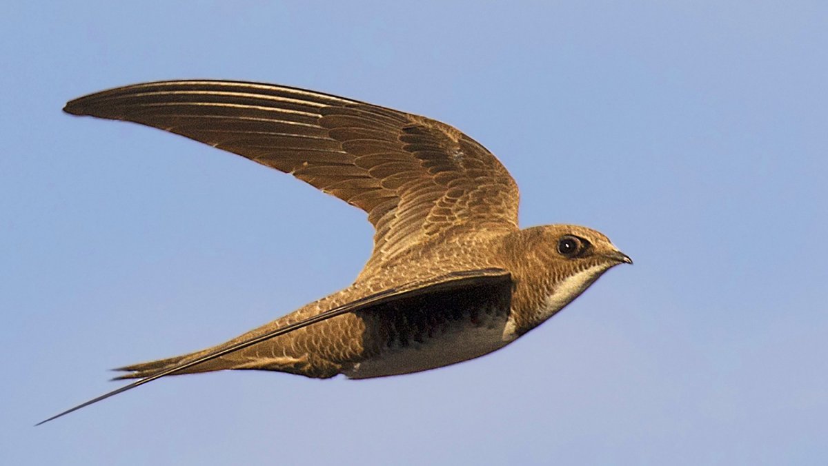 Стриж птица