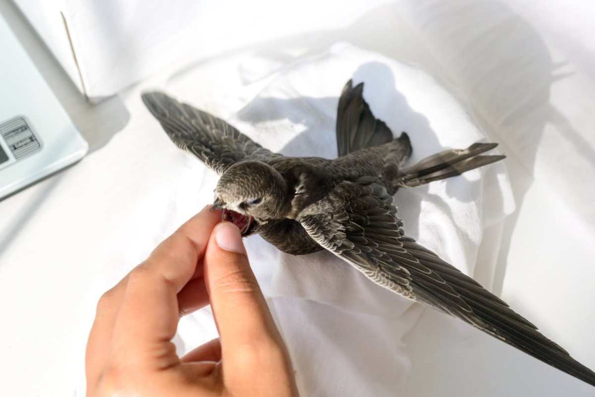 Размер взрослого стрижа