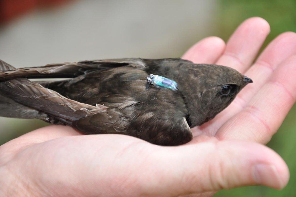 Стриж городской